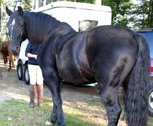 Frieisan Sporthorse