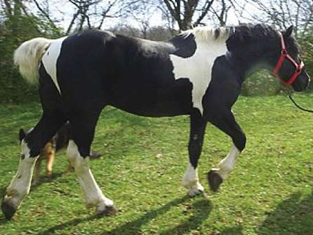 Gorgeous black and white homozygous spotted draft stallion