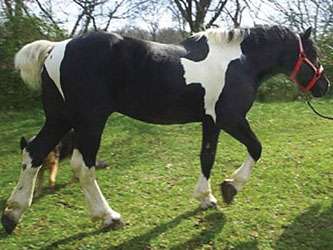Premium Spotted Draft Stallion at Stud and For Sale