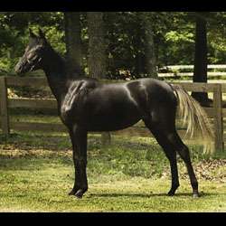 Stardoum, Exotic Black 3/4 Egyptian Arab Mare with White Tail