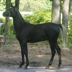 Refined and Elegant 3/4 Arabian