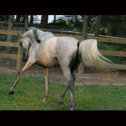 Beautiful movement, great dressage prospect!
